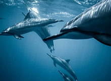 斯蒂尔：奥西门有可能无缘英超，埃利奥特的定位逐渐“核心化”